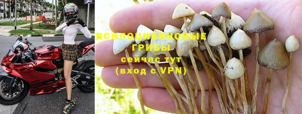 PSILOCYBIN Бородино